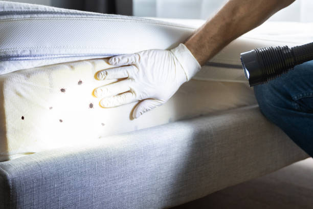 Best Termite Control Services  in Corning, CA