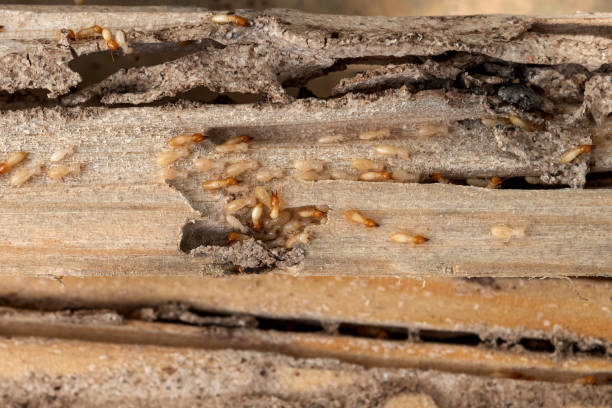Best Pest Prevention Services  in Corning, CA